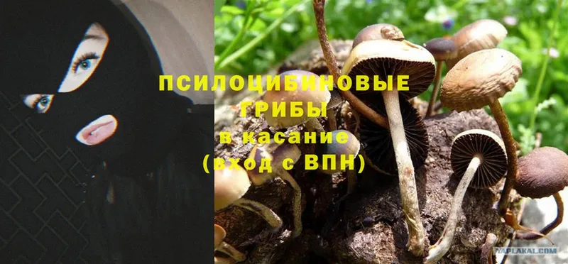 магазин    Видное  Галлюциногенные грибы Cubensis 